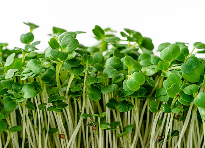 Arugula Microgreens - Image 4