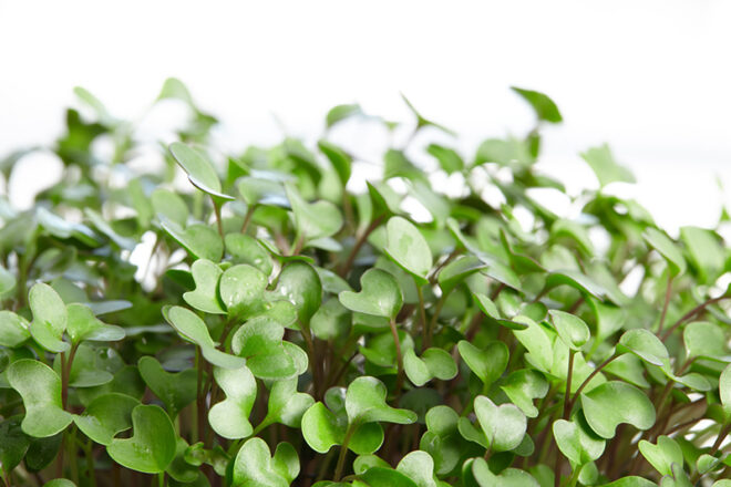 Mustard Microgreens - Image 4