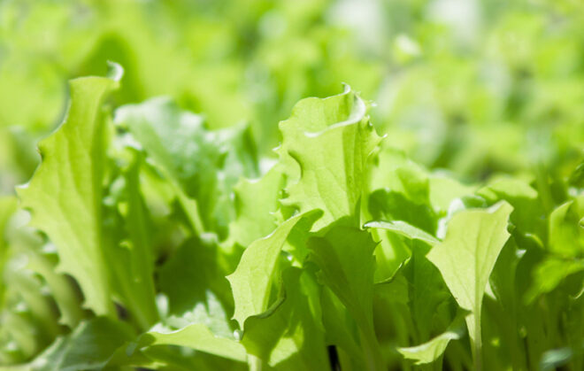 Mustard Microgreens - Image 3